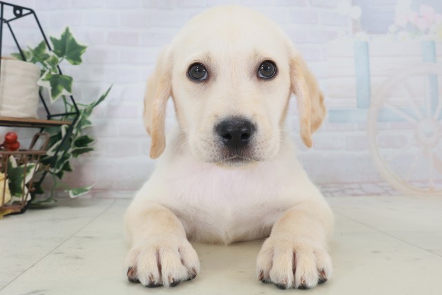 広島県のラブラドールレトリーバー (Coo&RIKU広島中央店/2025年8月18日生まれ/男の子/イエロー)の子犬