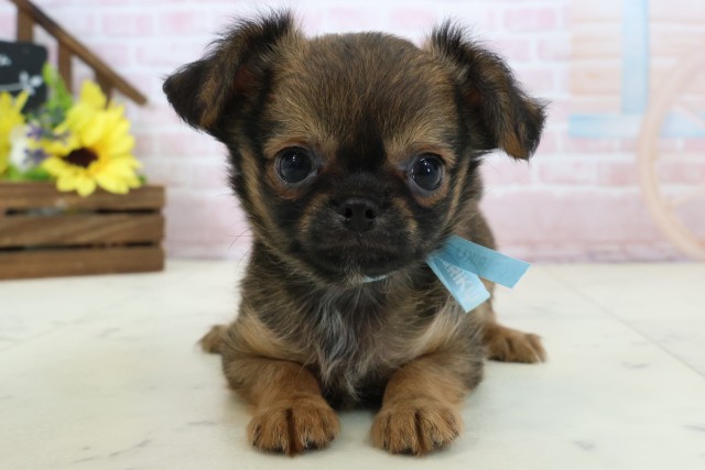 大分県のチワワ(ロング) (Coo&RIKU大分店/2026年2月23日生まれ/男の子/レッドホワイト)の子犬