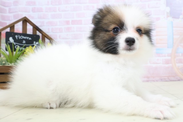 大分県のポメラニアン (Coo&RIKU大分店/2026年2月23日生まれ/女の子/パーティーカラー)の子犬の2枚目の画像