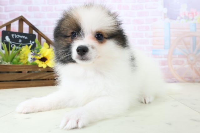 大分県のポメラニアン (Coo&RIKU大分店/2026年2月23日生まれ/女の子/パーティーカラー)の子犬の3枚目の画像