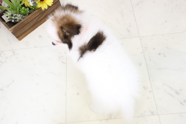 大分県のポメラニアン (Coo&RIKU大分店/2026年2月23日生まれ/女の子/パーティーカラー)の子犬の4枚目の画像