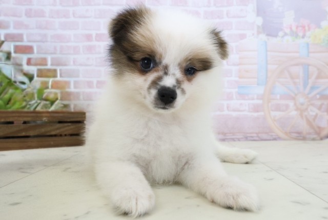 福岡県のポメラニアン (Coo&RIKU行橋店/2026年2月23日生まれ/女の子/パーティーカラー)の子犬の1枚目の画像