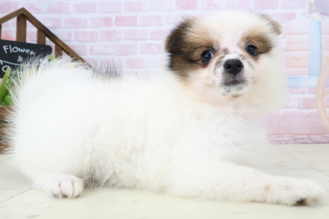 福岡県のポメラニアン (Coo&RIKU行橋店/2026年2月23日生まれ/女の子/パーティーカラー)の子犬の2枚目の画像