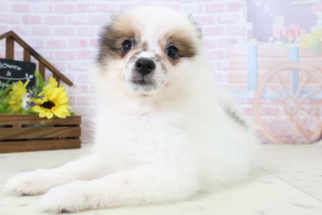 福岡県のポメラニアン (Coo&RIKU行橋店/2026年2月23日生まれ/女の子/パーティーカラー)の子犬の3枚目の画像