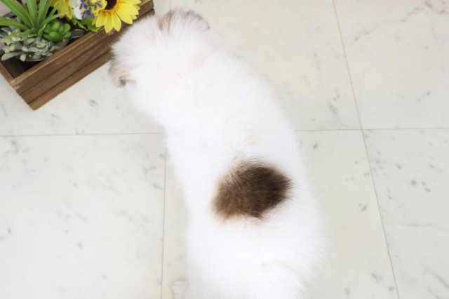 福岡県のポメラニアン (Coo&RIKU行橋店/2026年2月23日生まれ/女の子/パーティーカラー)の子犬の4枚目の画像