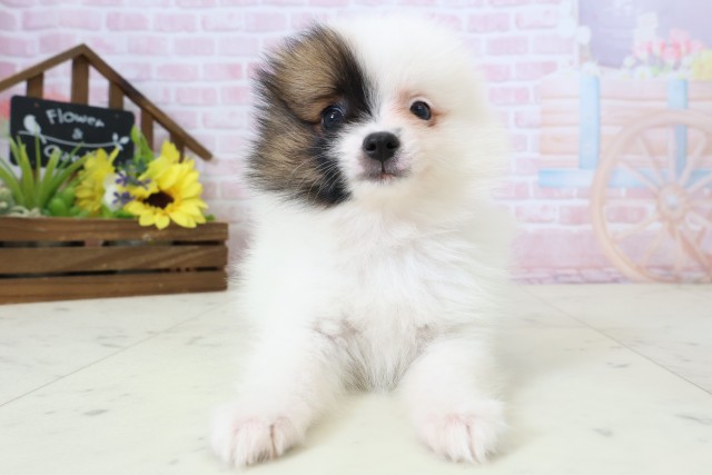 福岡県のポメラニアン (Coo&RIKU小倉店/2026年2月23日生まれ/女の子/パーティーカラー)の子犬の1枚目の画像