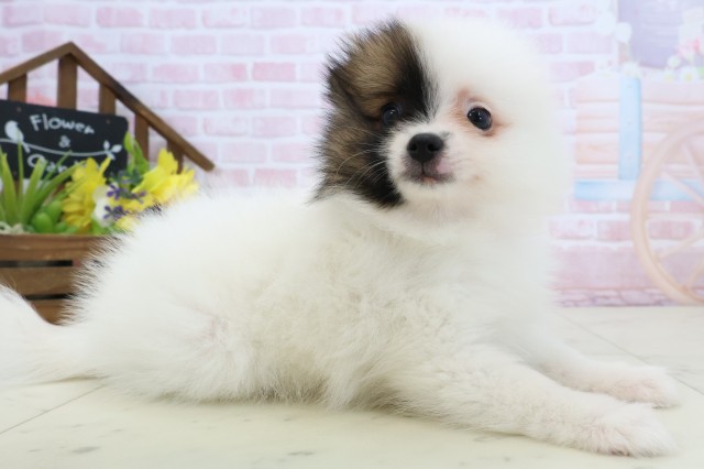 福岡県のポメラニアン (Coo&RIKU小倉店/2026年2月23日生まれ/女の子/パーティーカラー)の子犬の2枚目の画像