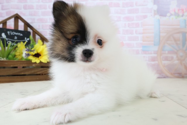 福岡県のポメラニアン (Coo&RIKU小倉店/2026年2月23日生まれ/女の子/パーティーカラー)の子犬の3枚目の画像