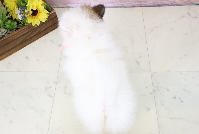 福岡県のポメラニアン (Coo&RIKU小倉店/2026年2月23日生まれ/女の子/パーティーカラー)の子犬の4枚目の画像