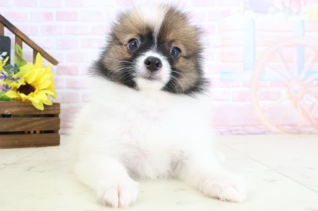 鹿児島県のポメラニアン (Coo&RIKU霧島店/2026年2月23日生まれ/女の子/パーティーカラー)の子犬の1枚目の画像