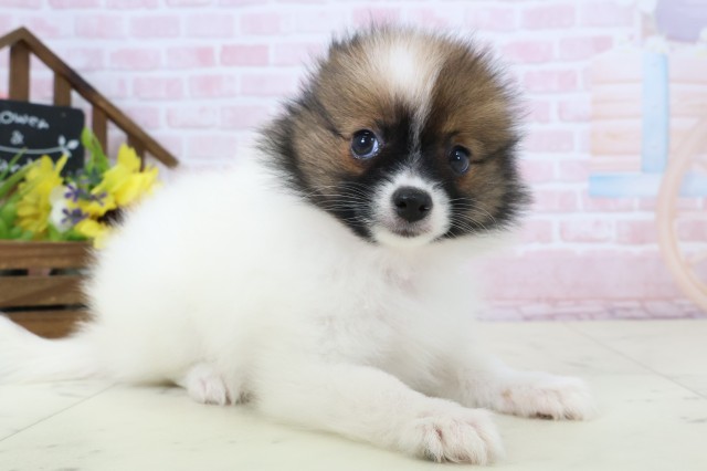 鹿児島県のポメラニアン (Coo&RIKU霧島店/2026年2月23日生まれ/女の子/パーティーカラー)の子犬の2枚目の画像