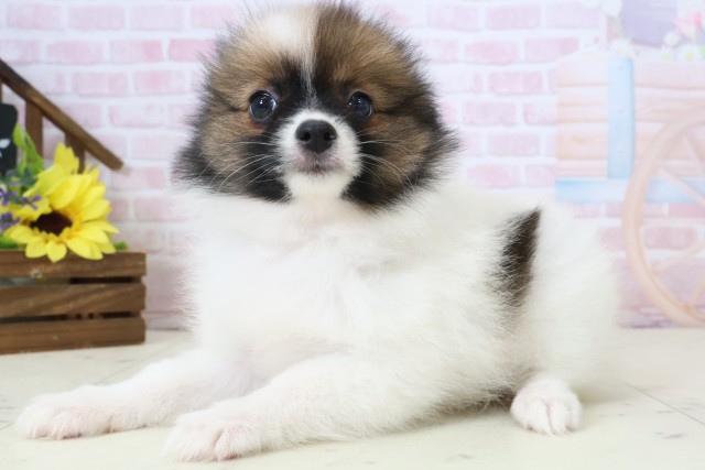 鹿児島県のポメラニアン (Coo&RIKU霧島店/2026年2月23日生まれ/女の子/パーティーカラー)の子犬の3枚目の画像