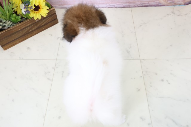 鹿児島県のポメラニアン (Coo&RIKU霧島店/2026年2月23日生まれ/女の子/パーティーカラー)の子犬の4枚目の画像