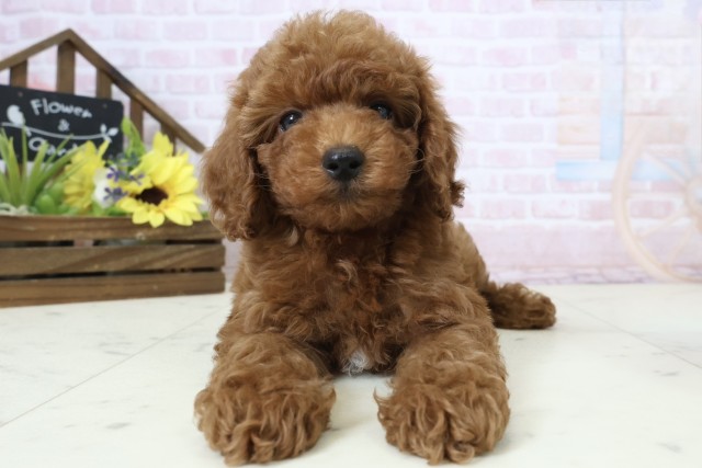 鹿児島県のトイプードル(トイ) (Coo&RIKU鹿屋店/2026年2月24日生まれ/男の子/レッドフォーンホワイト)の子犬の1枚目の画像