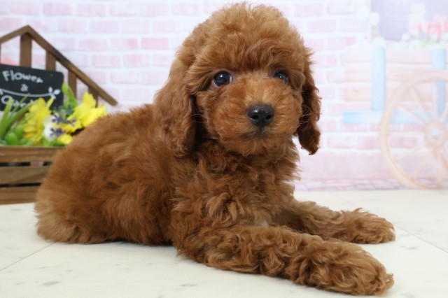 鹿児島県のトイプードル(トイ) (Coo&RIKU鹿屋店/2026年2月24日生まれ/男の子/レッドフォーンホワイト)の子犬の2枚目の画像