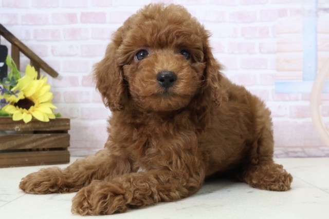 鹿児島県のトイプードル(トイ) (Coo&RIKU鹿屋店/2026年2月24日生まれ/男の子/レッドフォーンホワイト)の子犬の3枚目の画像