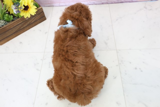 鹿児島県のトイプードル(トイ) (Coo&RIKU鹿屋店/2026年2月24日生まれ/男の子/レッドフォーンホワイト)の子犬の4枚目の画像