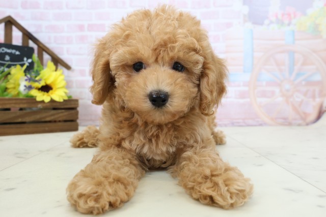 熊本県のトイプードル(トイ) (Coo&RIKUイオンモール宇城店/2026年2月24日生まれ/男の子/オレンジフォーン)の子犬の1枚目の画像