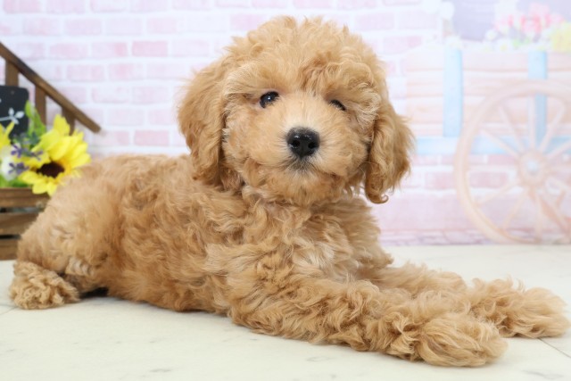 熊本県のトイプードル(トイ) (Coo&RIKUイオンモール宇城店/2026年2月24日生まれ/男の子/オレンジフォーン)の子犬の2枚目の画像