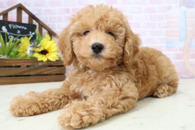 熊本県のトイプードル(トイ) (Coo&RIKUイオンモール宇城店/2026年2月24日生まれ/男の子/オレンジフォーン)の子犬の3枚目の画像