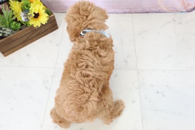 熊本県のトイプードル(トイ) (Coo&RIKUイオンモール宇城店/2026年2月24日生まれ/男の子/オレンジフォーン)の子犬の4枚目の画像