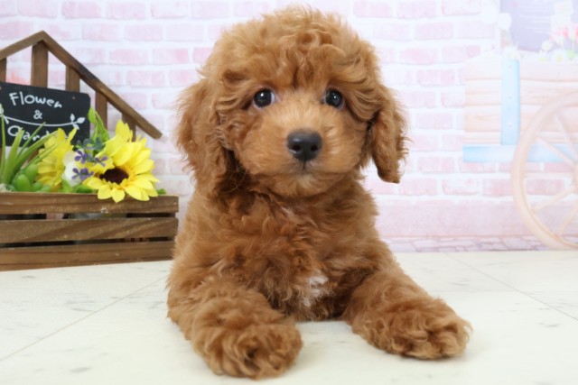 福岡県のトイプードル(トイ) (Coo&RIKU黒崎店/2026年2月24日生まれ/女の子/レッドフォーンホワイト)の子犬の1枚目の画像