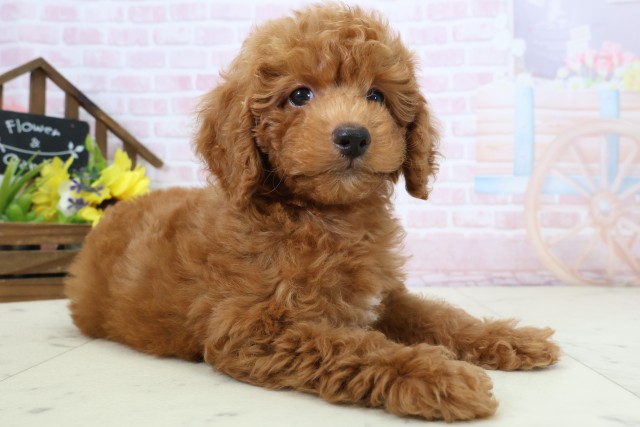 福岡県のトイプードル(トイ) (Coo&RIKU黒崎店/2026年2月24日生まれ/女の子/レッドフォーンホワイト)の子犬の2枚目の画像