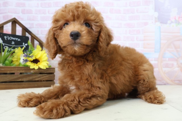 福岡県のトイプードル(トイ) (Coo&RIKU黒崎店/2026年2月24日生まれ/女の子/レッドフォーンホワイト)の子犬の3枚目の画像