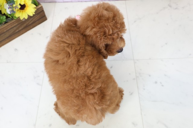 福岡県のトイプードル(トイ) (Coo&RIKU黒崎店/2026年2月24日生まれ/女の子/レッドフォーンホワイト)の子犬の4枚目の画像