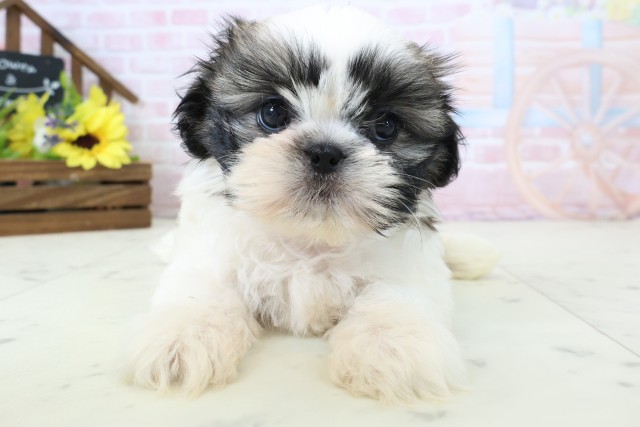 福岡県のシーズー (Coo&RIKU久留米店/2026年2月25日生まれ/女の子/ゴールドホワイト)の子犬の1枚目の画像