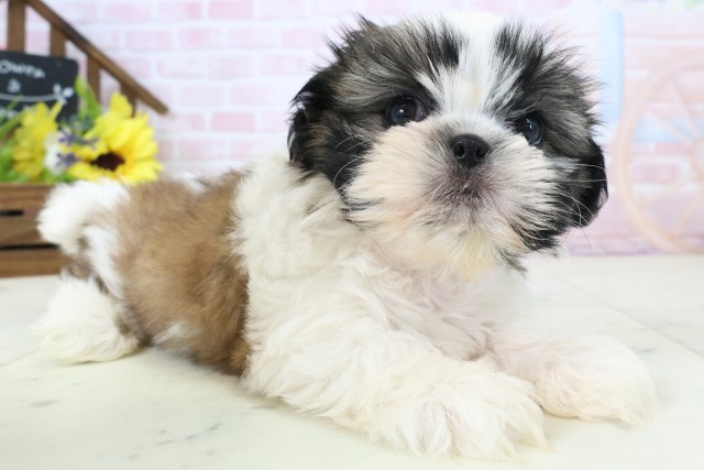 福岡県のシーズー (Coo&RIKU久留米店/2026年2月25日生まれ/女の子/ゴールドホワイト)の子犬の2枚目の画像