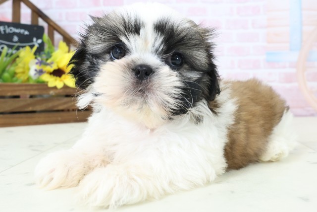 福岡県のシーズー (Coo&RIKU久留米店/2026年2月25日生まれ/女の子/ゴールドホワイト)の子犬の3枚目の画像