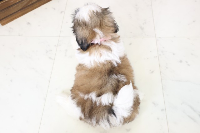 福岡県のシーズー (Coo&RIKU久留米店/2026年2月25日生まれ/女の子/ゴールドホワイト)の子犬の4枚目の画像