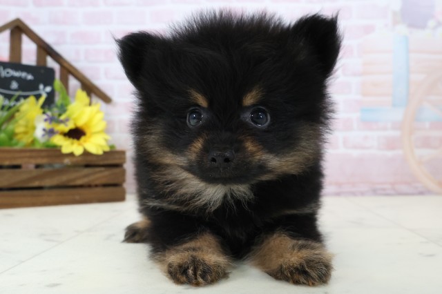 鹿児島県のポメラニアン (Coo&RIKU鹿屋店/2026年2月25日生まれ/男の子/ブラックタン)の子犬の1枚目の画像