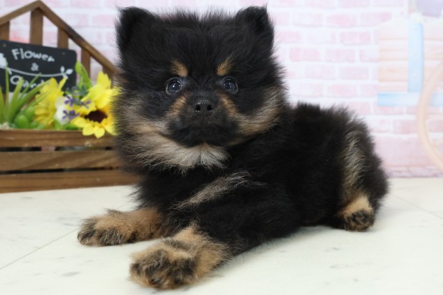 鹿児島県のポメラニアン (Coo&RIKU鹿屋店/2026年2月25日生まれ/男の子/ブラックタン)の子犬の3枚目の画像