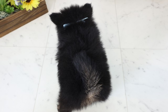 鹿児島県のポメラニアン (Coo&RIKU鹿屋店/2026年2月25日生まれ/男の子/ブラックタン)の子犬の4枚目の画像