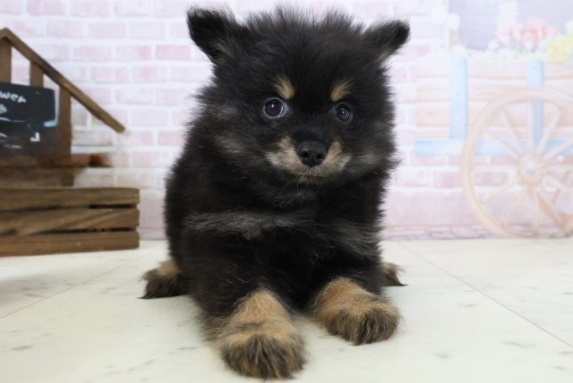 福岡県のポメラニアン (Coo&RIKU筑後店/2026年2月25日生まれ/男の子/ブラックタン)の子犬の1枚目の画像