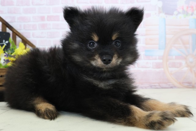 福岡県のポメラニアン (Coo&RIKU筑後店/2026年2月25日生まれ/男の子/ブラックタン)の子犬の2枚目の画像