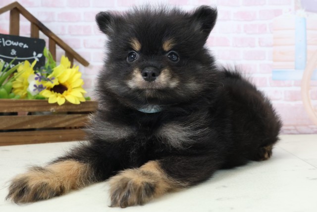 福岡県のポメラニアン (Coo&RIKU筑後店/2026年2月25日生まれ/男の子/ブラックタン)の子犬の3枚目の画像