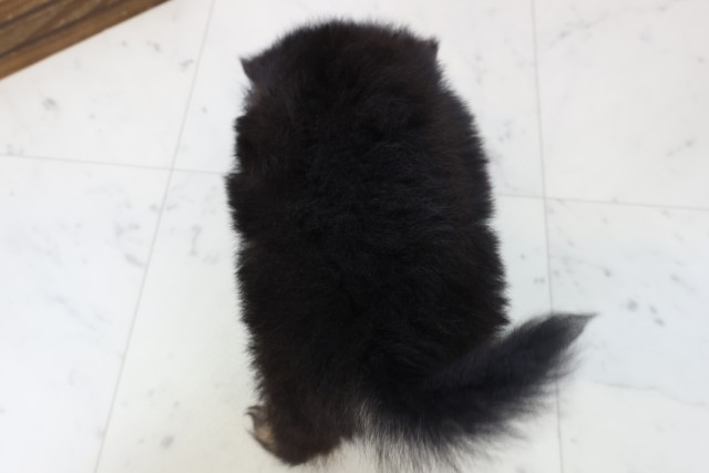 福岡県のポメラニアン (Coo&RIKU筑後店/2026年2月25日生まれ/男の子/ブラックタン)の子犬の4枚目の画像