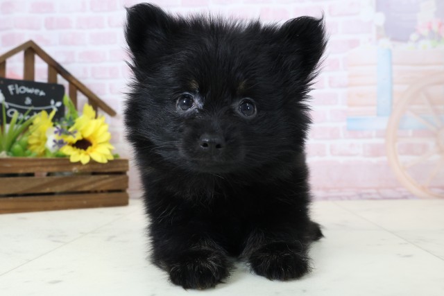 福岡県のポメラニアン (Coo&RIKU黒崎店/2026年2月25日生まれ/女の子/ブラックタン)の子犬の1枚目の画像