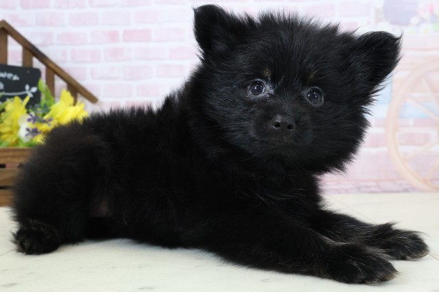 福岡県のポメラニアン (Coo&RIKU黒崎店/2026年2月25日生まれ/女の子/ブラックタン)の子犬の2枚目の画像