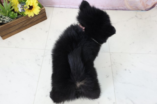福岡県のポメラニアン (Coo&RIKU黒崎店/2026年2月25日生まれ/女の子/ブラックタン)の子犬の4枚目の画像