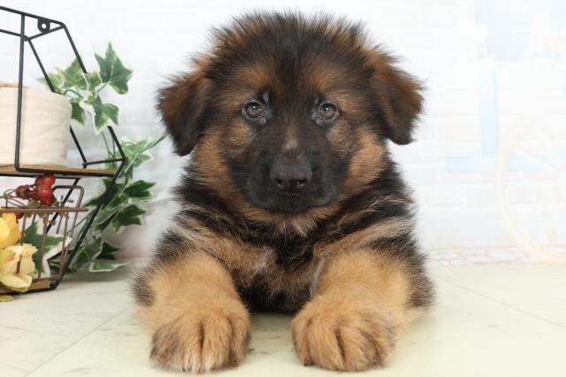 大分県のハーフ犬・ミックス犬 (Coo&RIKU大分店/2026年2月25日生まれ/男の子/ブラックタン)の子犬