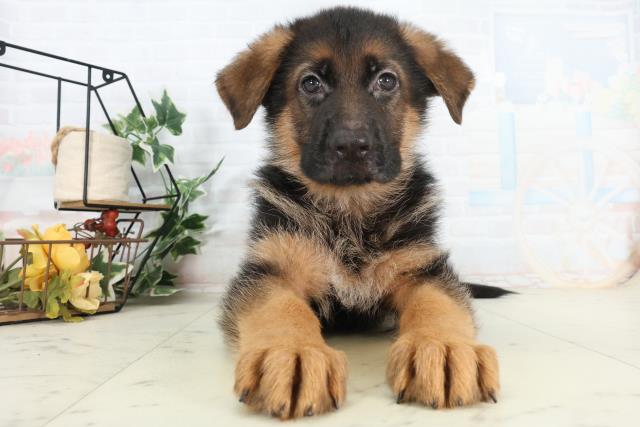 長崎県のハーフ犬・ミックス犬 (Coo&RIKU長崎佐世保店/2026年2月25日生まれ/男の子/ブラックタン)の子犬の1枚目の画像