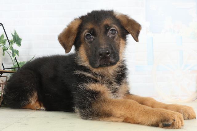 長崎県のハーフ犬・ミックス犬 (Coo&RIKU長崎佐世保店/2026年2月25日生まれ/男の子/ブラックタン)の子犬の2枚目の画像