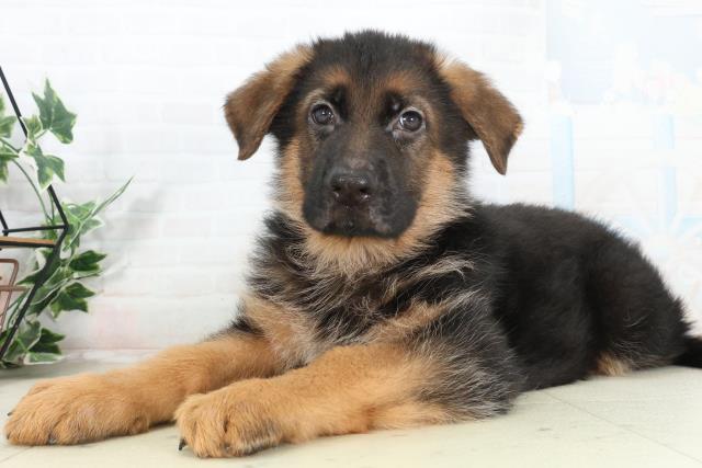 長崎県のハーフ犬・ミックス犬 (Coo&RIKU長崎佐世保店/2026年2月25日生まれ/男の子/ブラックタン)の子犬の3枚目の画像