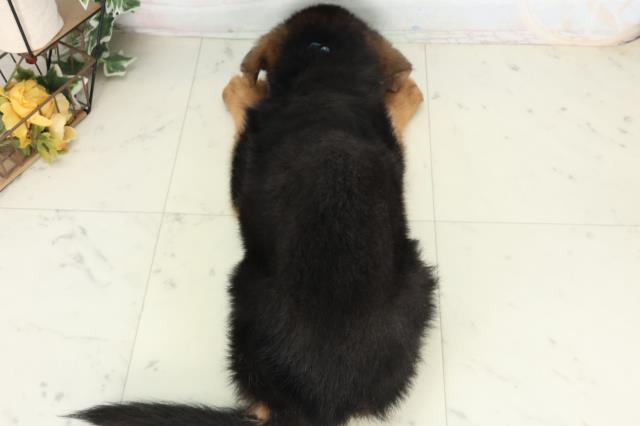 長崎県のハーフ犬・ミックス犬 (Coo&RIKU長崎佐世保店/2026年2月25日生まれ/男の子/ブラックタン)の子犬の4枚目の画像