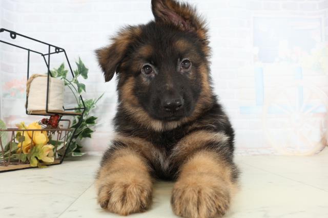 熊本県のハーフ犬・ミックス犬 (Coo&RIKU熊本店/2026年2月25日生まれ/男の子/ブラックタン)の子犬の1枚目の画像