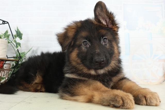 熊本県のハーフ犬・ミックス犬 (Coo&RIKU熊本店/2026年2月25日生まれ/男の子/ブラックタン)の子犬の2枚目の画像